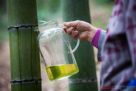 竹子水功效|竹子烧出来的水的功效与作用